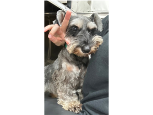 生徒が撮影したモデル犬たち♪